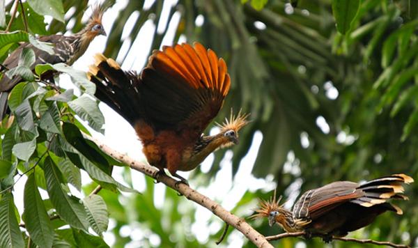 Muyuna, Hoatzin