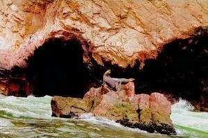 Paracas, Ballestas-Inseln