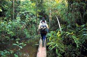 Posada Amazonas: Weg im Dschungel