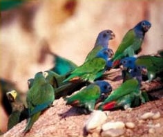 Posada Amazonas: Papageien