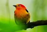 Vogelbeobachtung Posada Amazonas