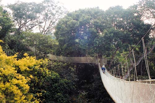 Hängebrücke in den Baumwipfeln