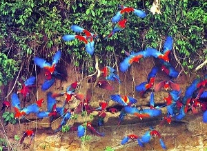 Papageienlecke im Tambopata